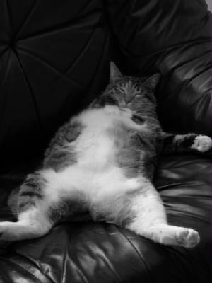 chubster.jpg