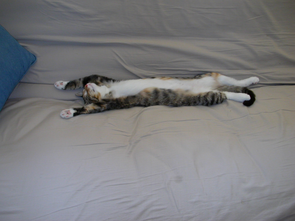 heidisleeping.jpg