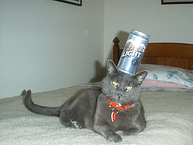 partyanimal.jpg